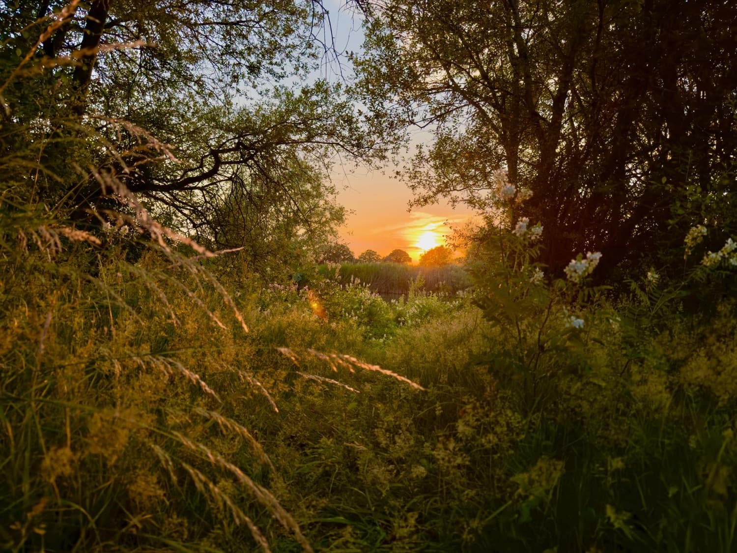 Luz dorada sobre un prado silvestre al atardecer